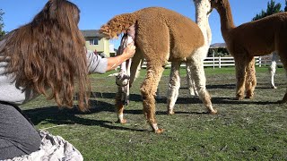 Alpaka-Baby von der Geburt bis zum Laufen (mit ein wenig Hilfe)