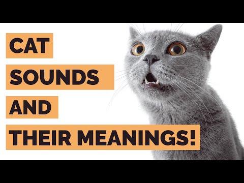 Different Cat Sounds And Their Meanings | Cat Sounds Explained With Real Cat Noises!