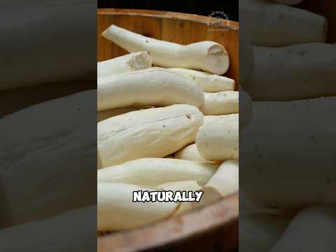 Cassava root processed in strange way
