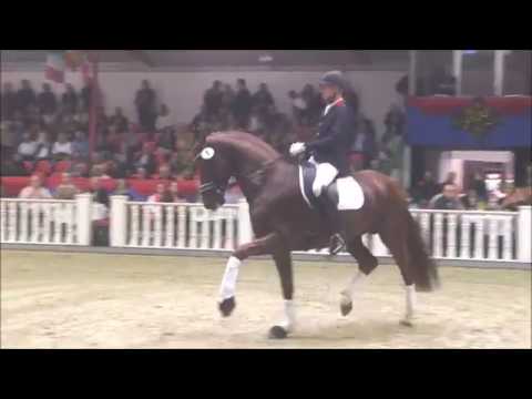 Denoix von Destano - Eliteauktion Vechta 2016 300.000 EUR