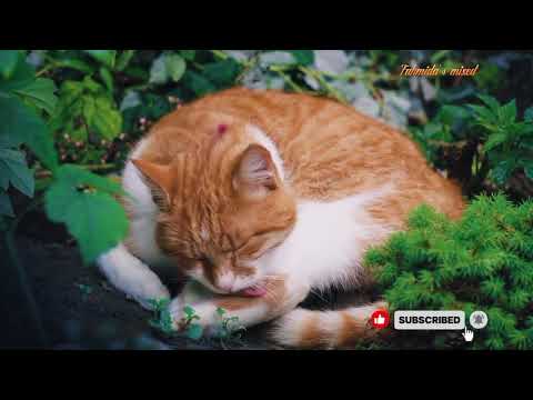 “When your cat becomes drama queen 😹🎬#FunnyCat #cat #CuteAnimals #CatReel  #PetVideo #ViralCats