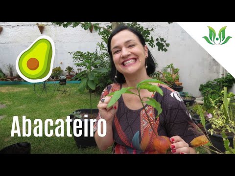, title : 'Aprenda a cultivar o Abacate! 🥑'