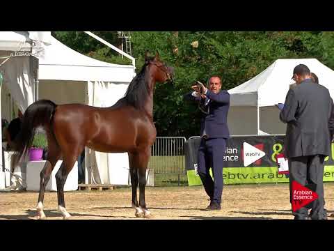 N.36 QS MARZIO - Bergamo 2017 - 2 Years Old Colts (Class 4)