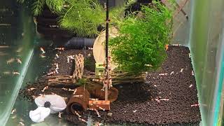 Shrimp Lollies Super mix  11ks