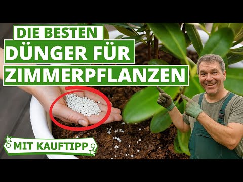 Bester Dünger für Zimmerpflanzen - 5 Fehler beim Kauf
