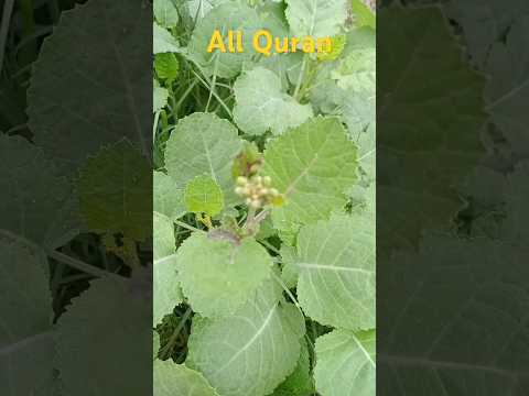 Surah Mudassir ayat, 38-50 urdu translation#bayan#quotes#best#alquran#yourhappiness#holyquran