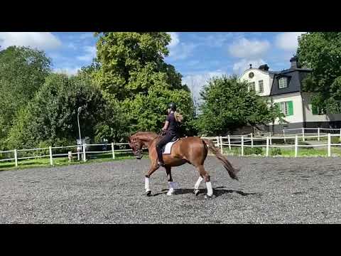 Kaduceus K *FOR SALE*