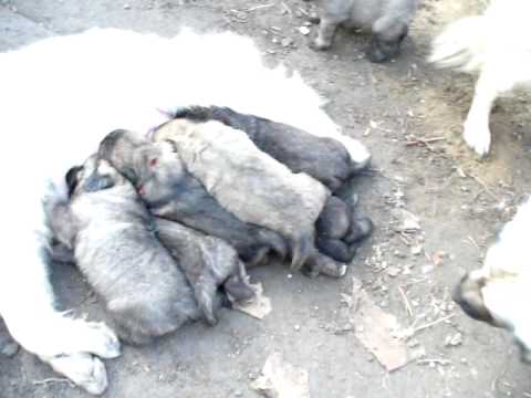 video sarplaninec 25 10 2009