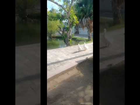 laguna de los patos en Tampico Tamaulipas México