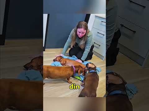 🐶💔 Acești câini și-au luat rămas-bun pentru ultima oară de la fratele lor 😢