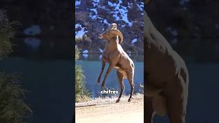 Por que os animais domésticos precisam aparar os chifres? 😲 #curiosidades #fatoscuriosos #shorts