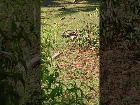 Teiú ou Tiú Namorando na Área da Pousada Santa Branca. Terezópolis de Goiás.