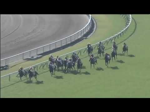 2018.11.11 2yo Newcomer (JPN) - Fibrolite