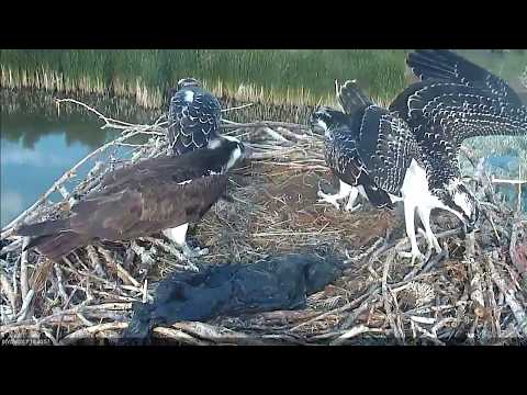 7/23/17 #1 loses fish over the side of nest - Boulder County Osprey Cam