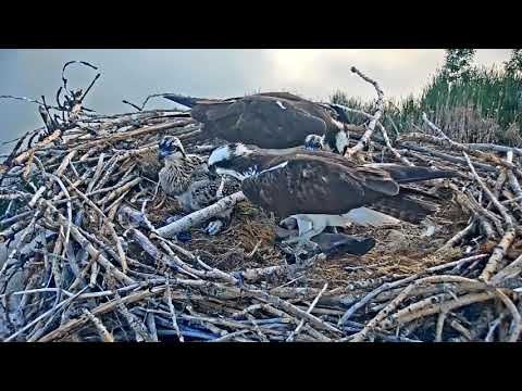 2019-06-12 Stick antics with huge stick!  | Boulder County Osprey Cam