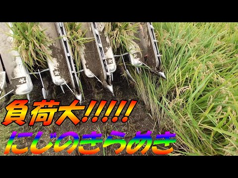 コールラビを好む: 早めに収穫するためのヒント 植物