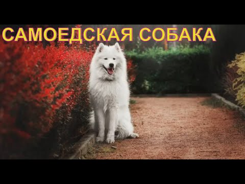 Самоедская собака . Летний закат в деревне ! - Hotel Iwachevo !