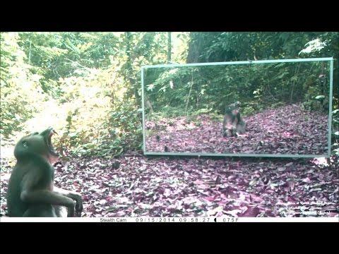 Saisissant, ce mandrill découvre son reflet et va tenter de l'impressionner