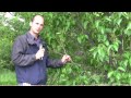 How to Prune Lilacs After Flowering: Tips for Rejuvenation & Bloom Management
