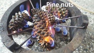 Easy Way to get Pine Nuts from Pine cones || Harvest pine nuts