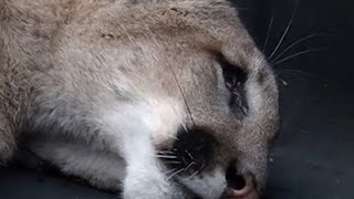القبض على حيوان أسد الجبل أثار الرعب لسكان سان فرانسيسكو