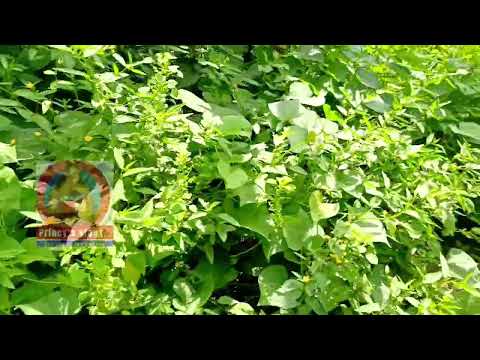 Princy's cottage has the best and organic food crops the land is so fertile. Agricultural is the key