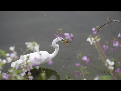 Arcata Marsh & Wildlife Sanctuary: For The Birds