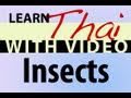 Learn Thai with Video - Insects