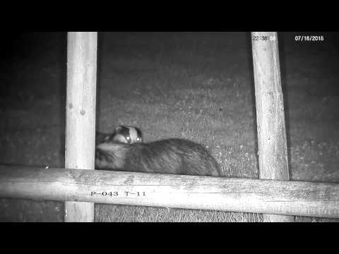 Badger stand off turns into mutual grooming instead of fighting - with sounds