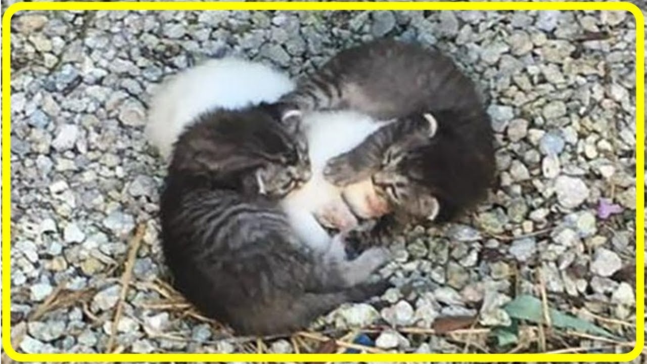 【感動】病気の妹猫を守る子猫。保護されて2匹の猫の母親になったのは先住犬だった！世界が感動！涙と感動エピソード】