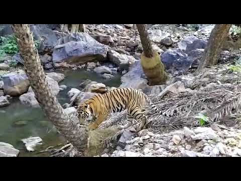 Tiger Sighting in Zone 1 on 3 October 2021 ,Morning Safari