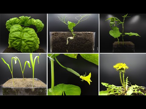 Growing Plants Time Lapse Compilation #2 - 190 Days Of Growing In 3 minutes