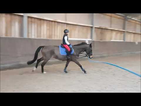 Malu (9) und Finn - Sitzlonge am 22.02.2019