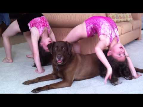 Gymnastics for the dogs
