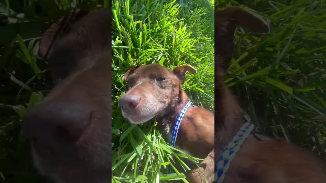 Enlarge Mrs. Hughes, a Adoptable mixed breed in Cedar Rapids, IA video 5/5