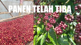 Download lagu LAMPUNG BARAT NEGERI KOPI || TUKANG NGOPI JALAN-JALAN mp3