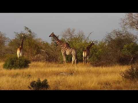Djuma: Sights and sounds including group of Giraffes - 07:46 - 08/22/20