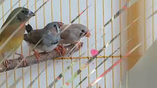 Download lagu Berbagai Jenis Burung Finch / Emprit mp3