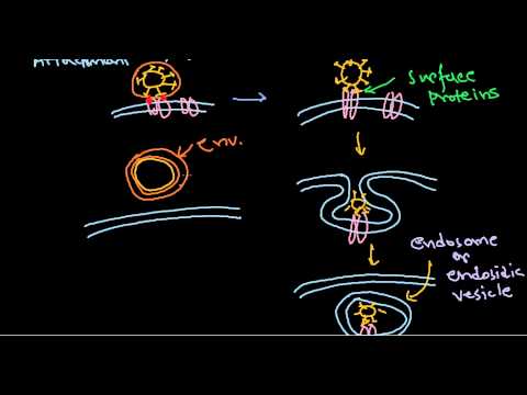 6  Viral pathogenesis step by step process