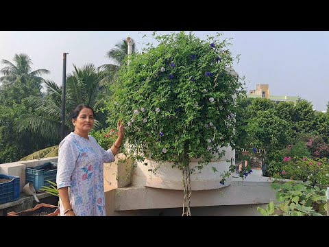 How to Make Aparajita Tree | Tips and Tricks to Get More Flowers | How to prune Aparajita plant