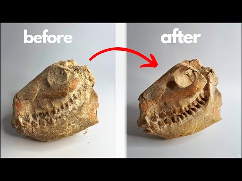 Fossil skull prep [the story of oreodont merycoidodon]
