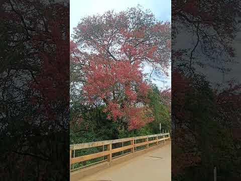 uma árvore linda no bairro são Mateus em Faria Lemos MG. #musica #natureza #lovor #árvores