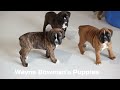 Boxer dogs for sale: Sophia - Video 1