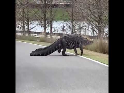Crocodile crossing the road Compilation🐊🛣