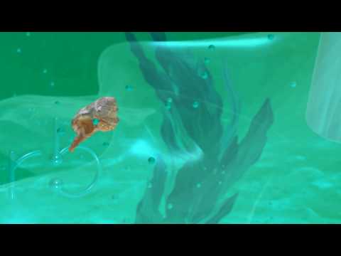 Segðu Mér (feat. GDRN) - dirb