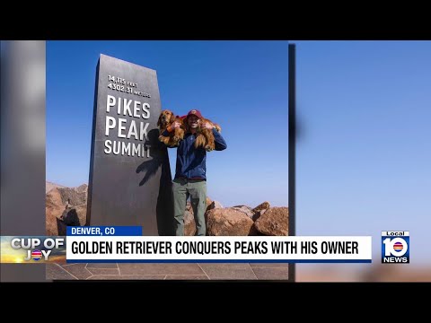 Golden retriever joins Colorado climber for hikes on state's toughest mountains - YouTube