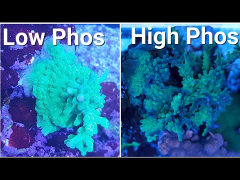 How To Reduce Phosphate in A Reef Tank