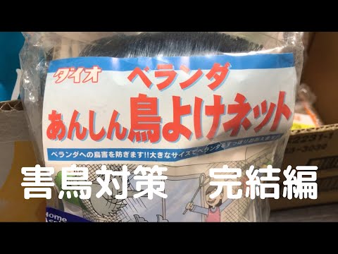 バルコニーからハトを追いかけて鳥のニーズを満たします