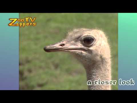 ZooZappers - Savanna animals - dierentuin savanne