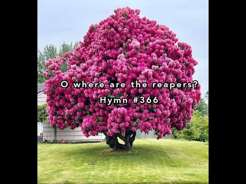 O where are the reapers? | Hymn 366 | Maxwell